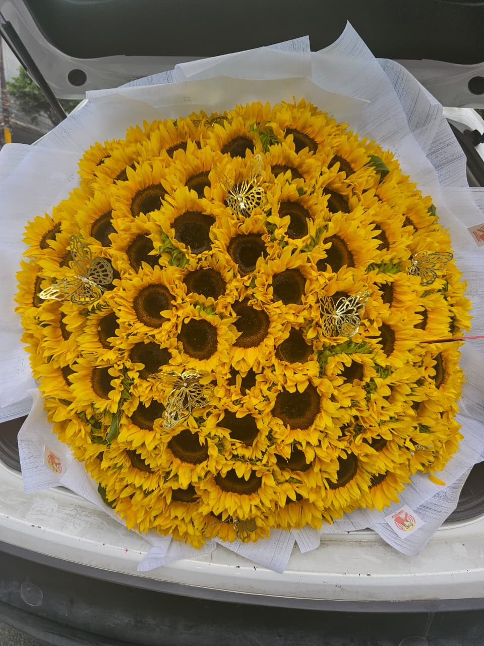 100 Girasoles